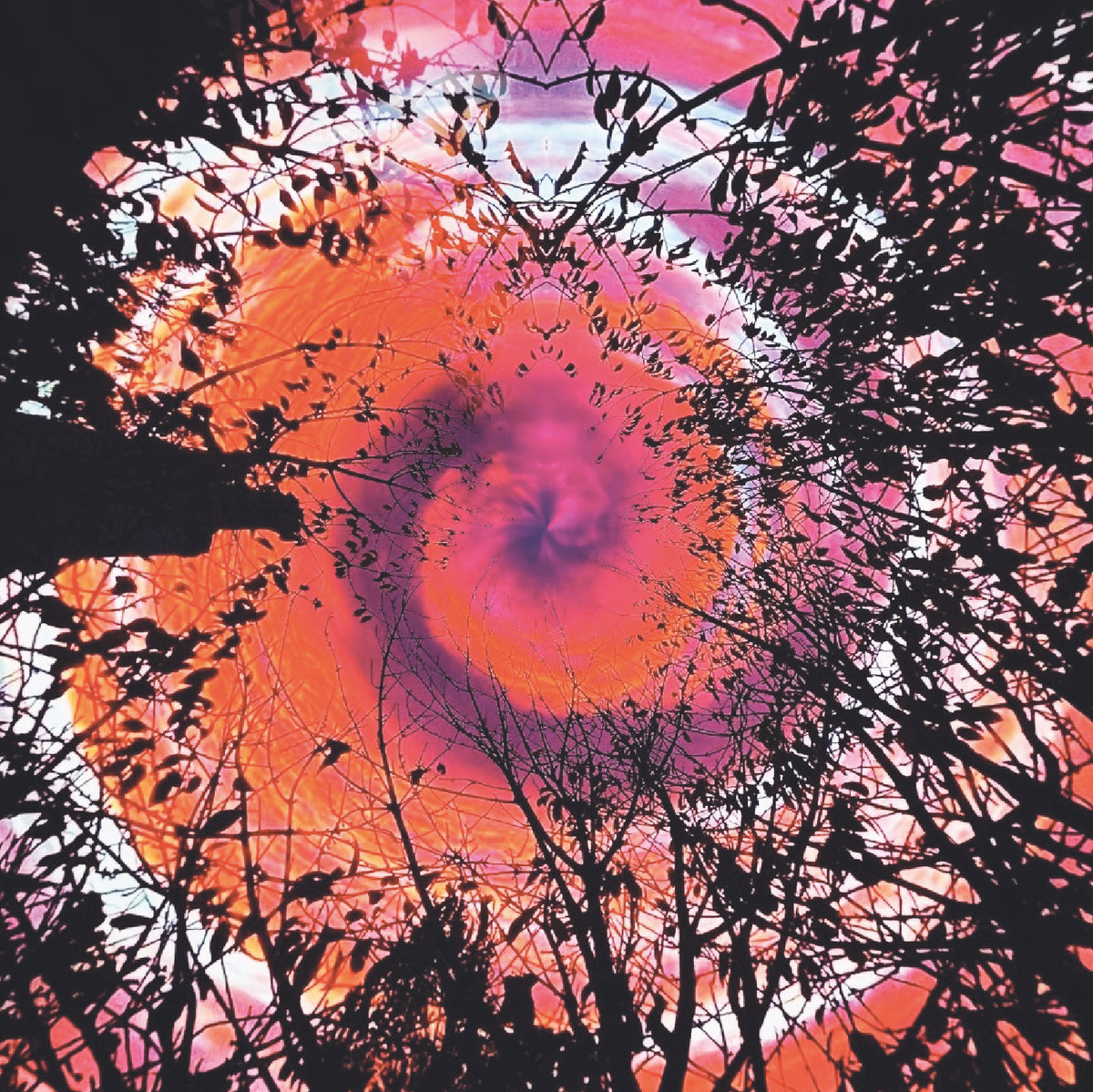 Abstract square artwork showing a swirling vortex of orange, pink, and purple tones framed by dark silhouetted tree branches and leaves.